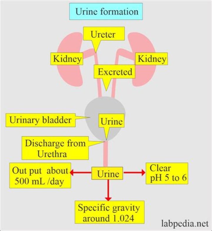 What can be made from urine