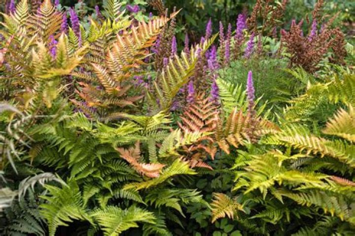 What can be planted with autumn ferns