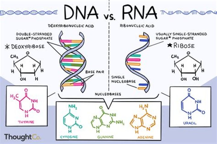 What can DNA be compared to