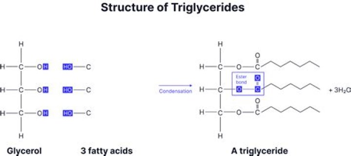 What can glycerol be converted to