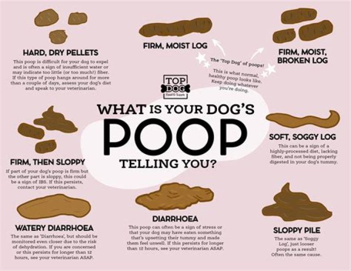 What can happen if my dog eats poop
