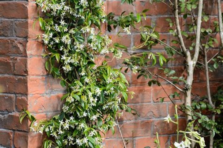 What can I plant with Jasmine