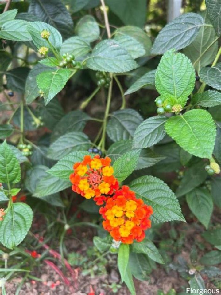 What can I spray on lantana