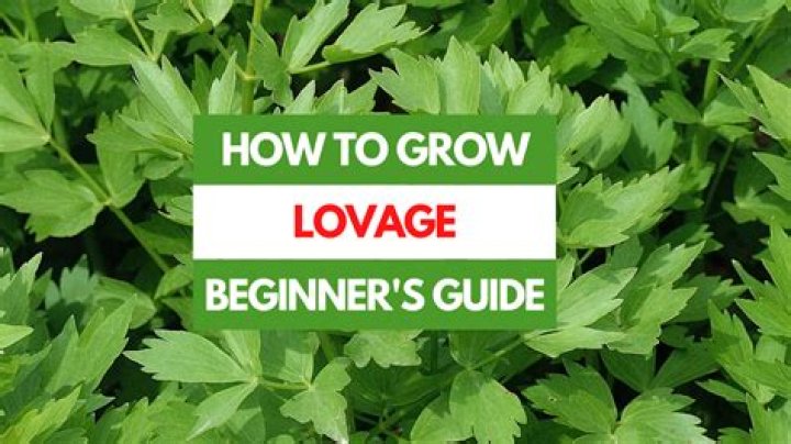 What can lovage be used for