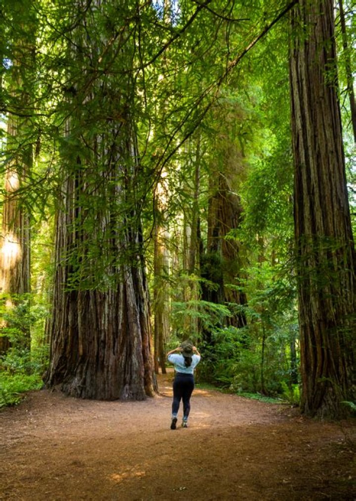What can you do at Redwood National Park