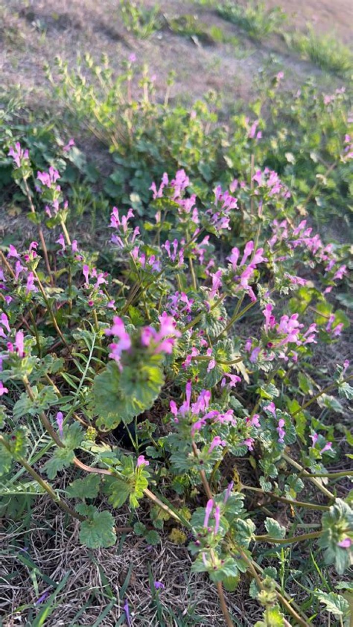 What can you do with henbit