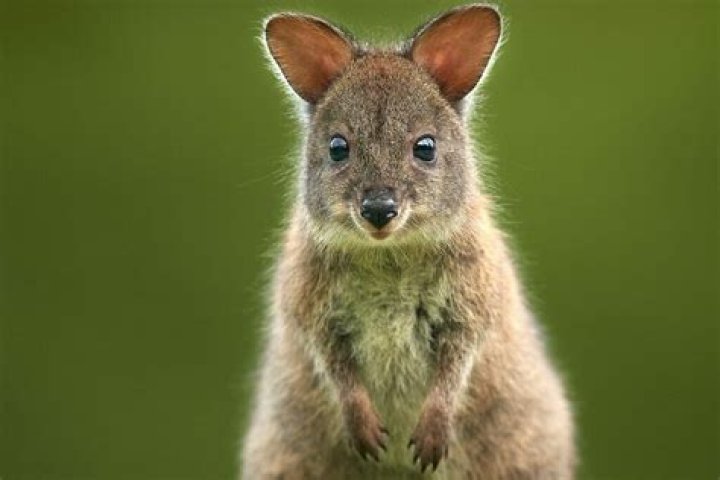What can you feed Wallabies