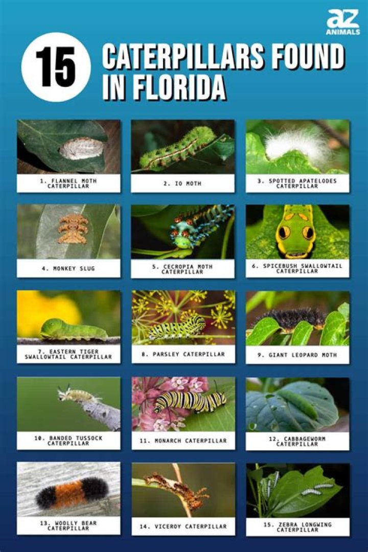 What caterpillars are poisonous in Florida