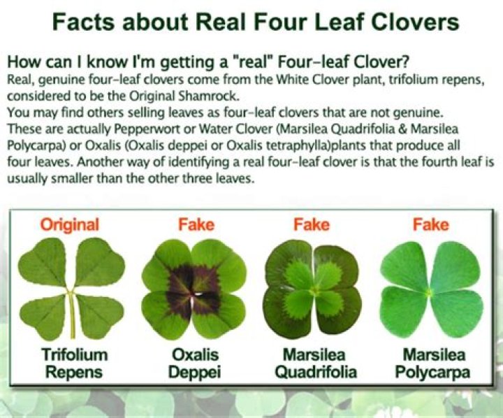 What causes a 4 leaf clover