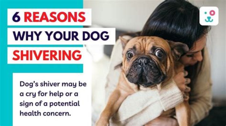 What causes a dog to shiver