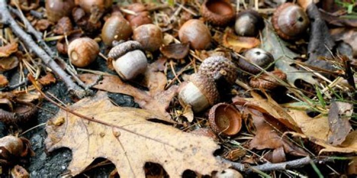 What causes acorns to fall