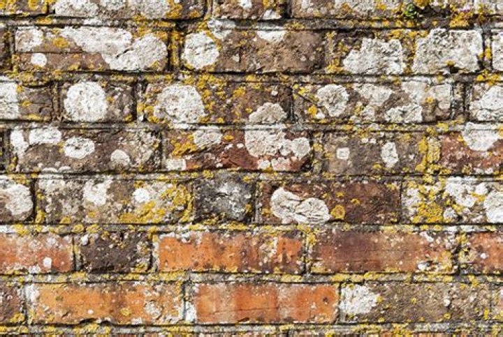 What causes algae on walls