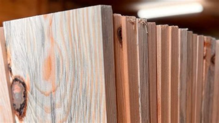What causes blue stain pine