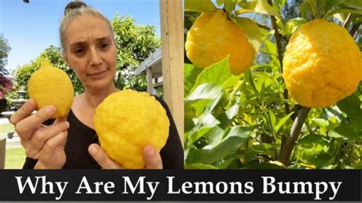 What causes deformed lemons