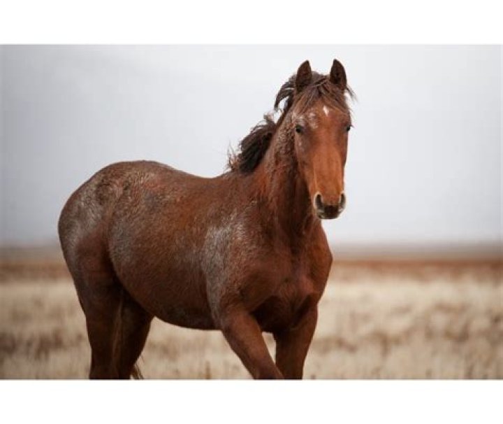 What causes diarrhea in older horses