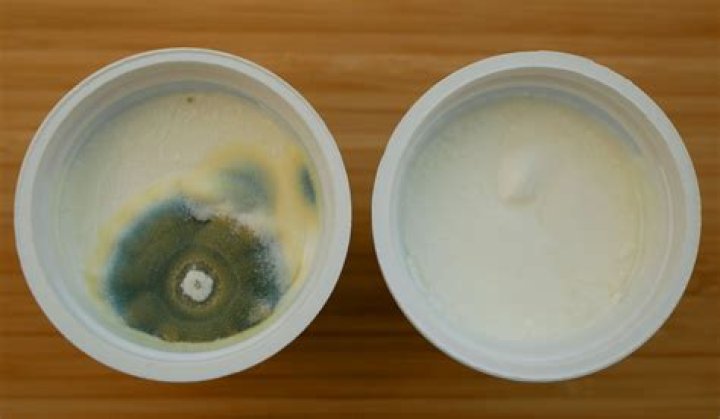 What causes mold in yogurt