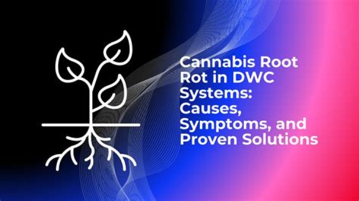 What causes root rot in DWC