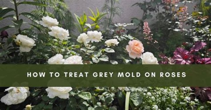 What causes white mold on roses