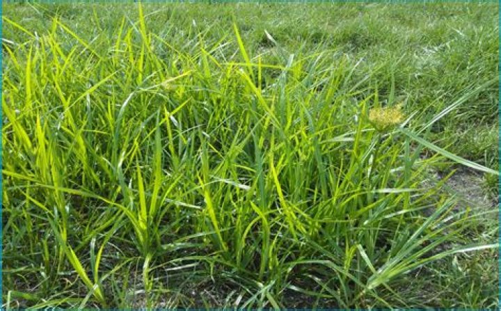 What causes yellow nutsedge