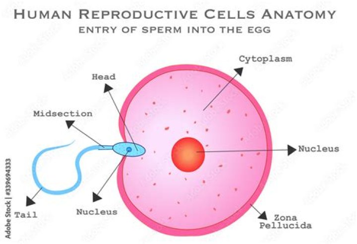 What cells become sex cells