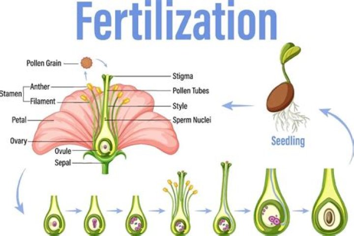 What changes may occur in the plants external responses