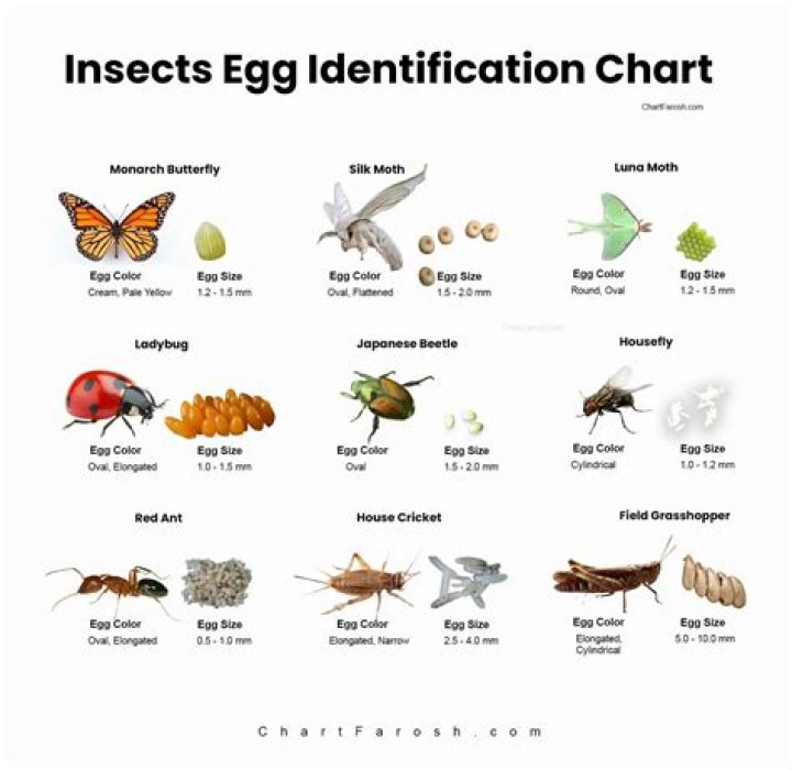 What color are insect eggs
