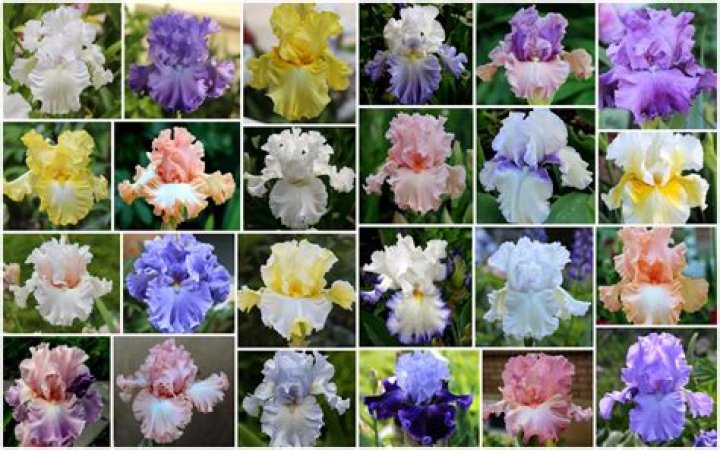 What color are iris flowers