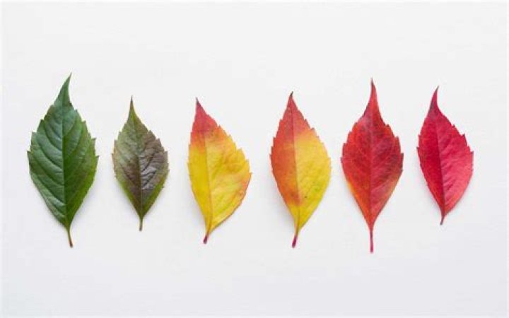 What color are leaves in the fall