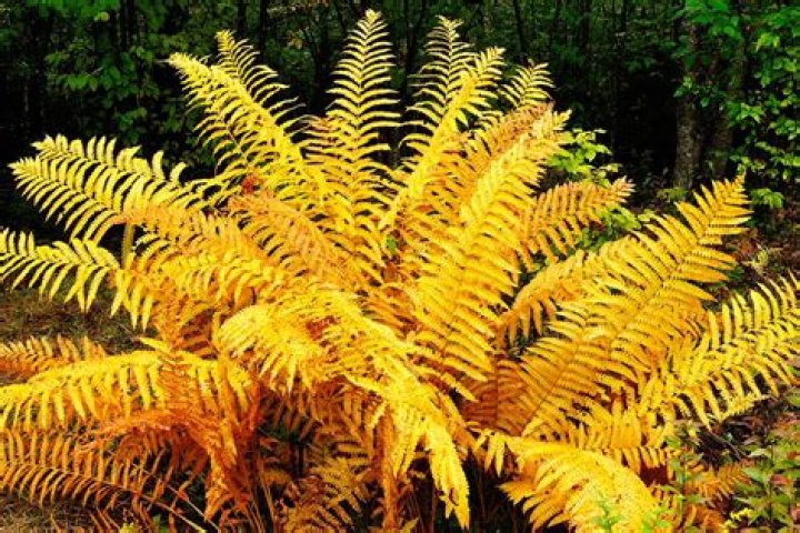 What color is a fern flower