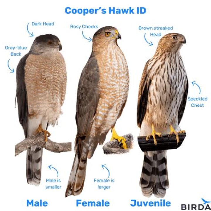 What color is a hawks beak