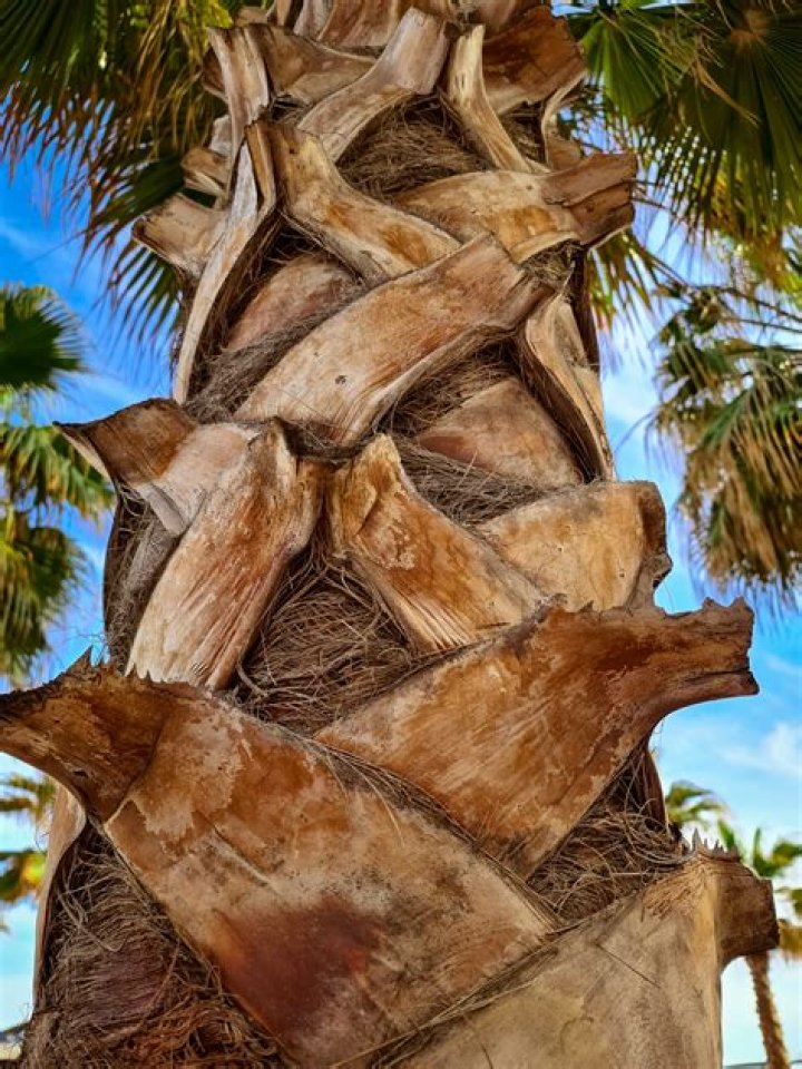 What color is a palm tree trunk