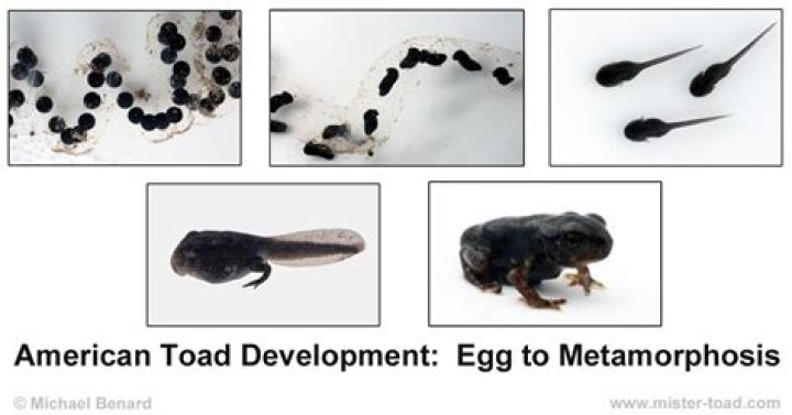 What color is a tadpole egg