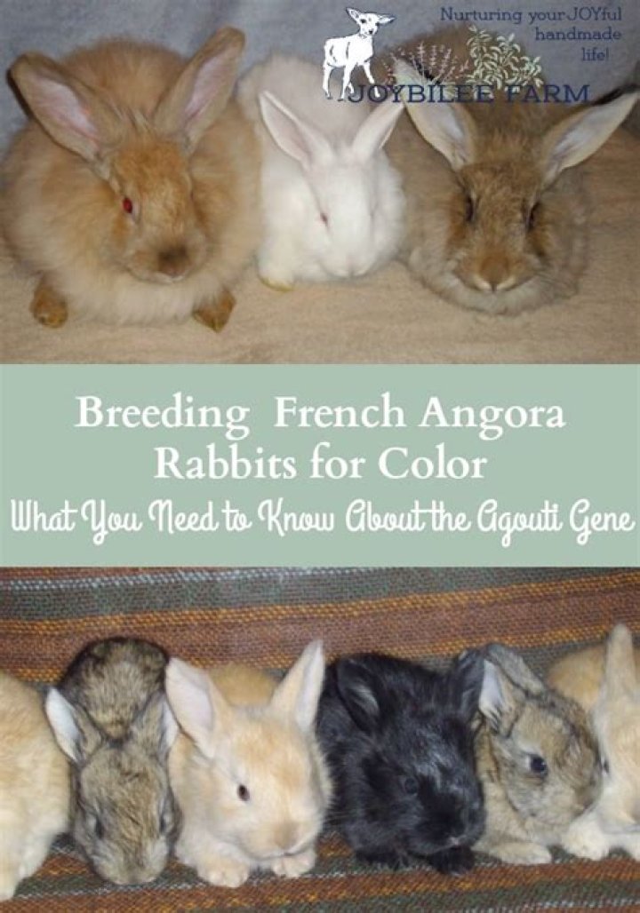 What color is agouti rabbit