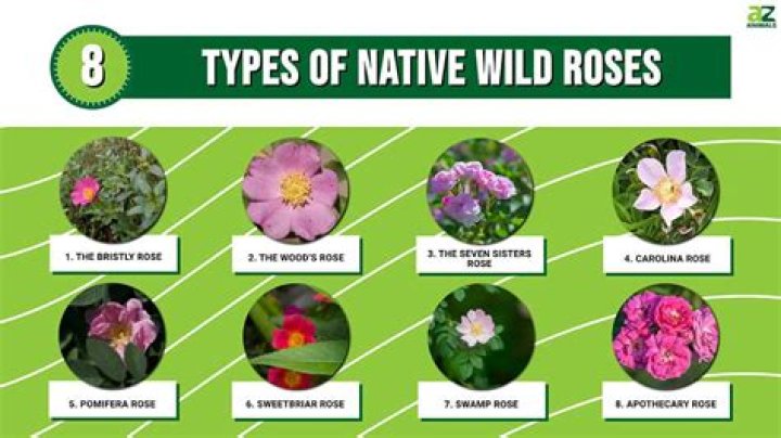 What color is the Wild Rose