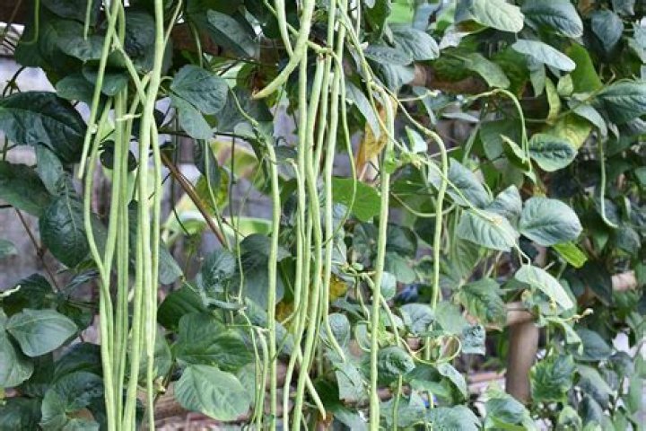 What color is Yardlong Bean