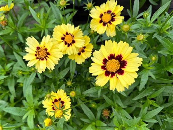 What colors are coreopsis