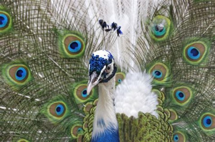 What colors can peacocks be