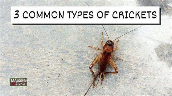 What colors do crickets see