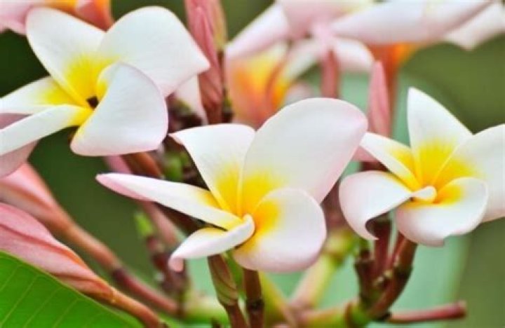 What Colour are frangipanis