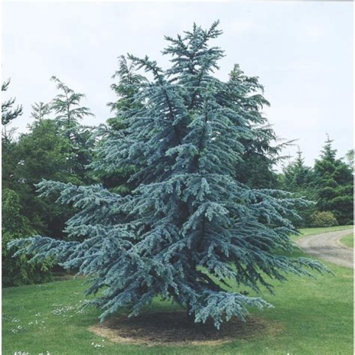 What Colour is Atlas cedar