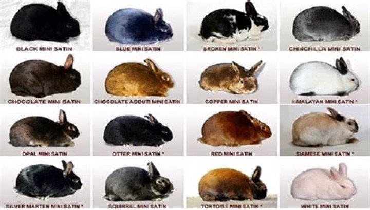 What Colour is bunny rabbit