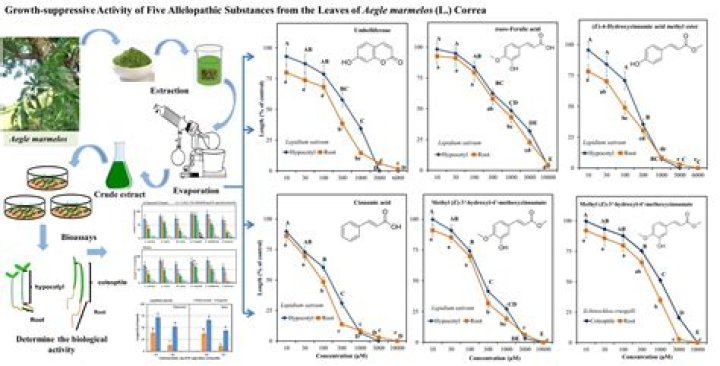 What do Allelochemicals do