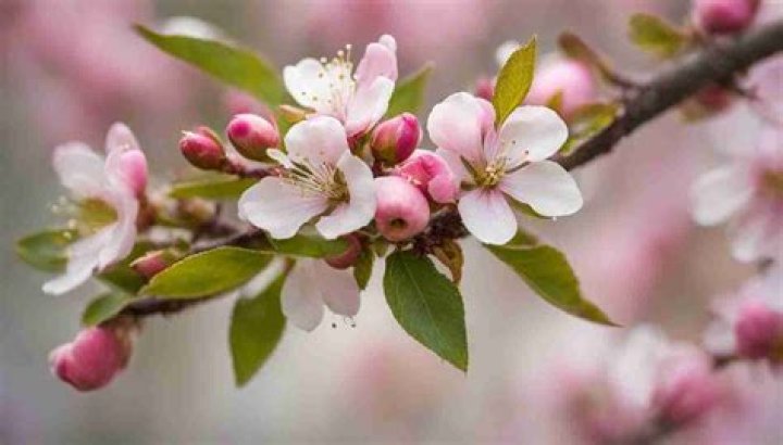 What do Apple blossoms mean
