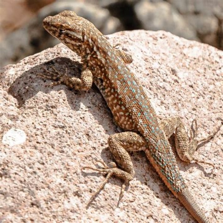 What do Arizona lizards eat