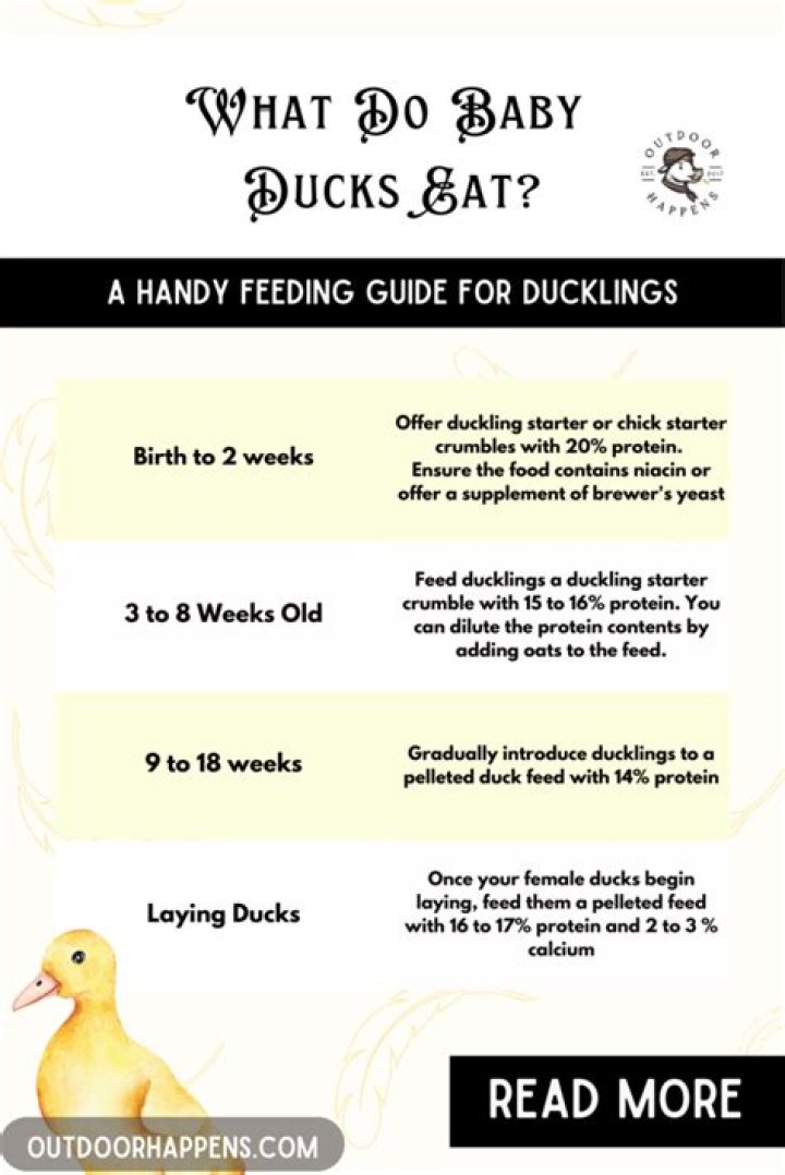 What do baby wild ducks eat