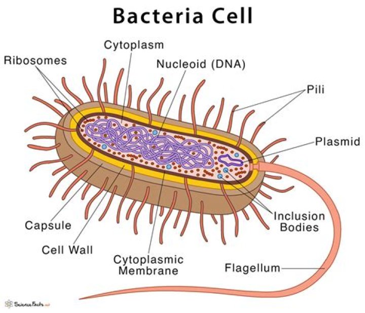 What do bacteria cells have