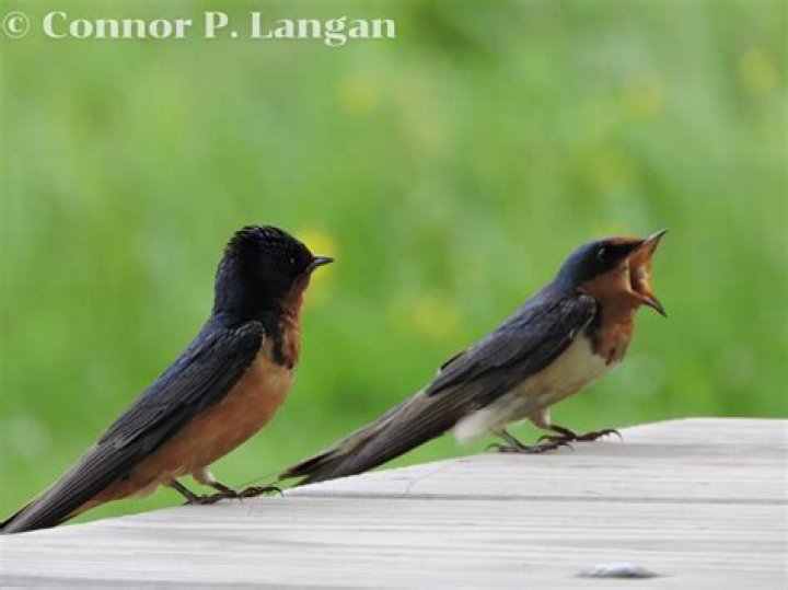 What do barn swallows hate