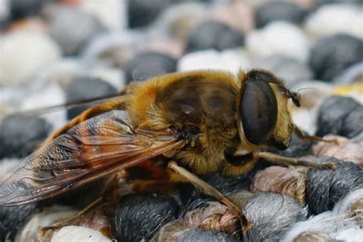 What do bee flies look like