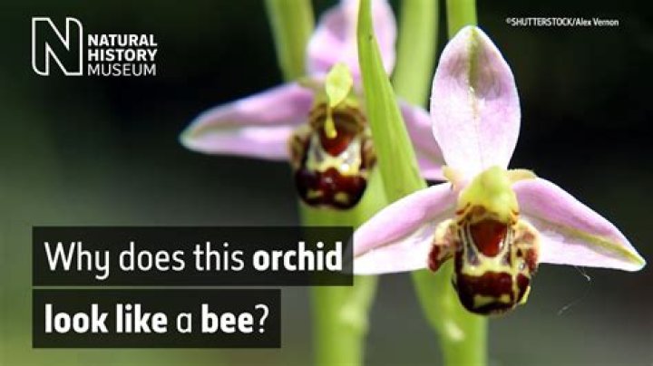 What do bee orchids imitate