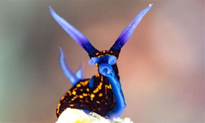 What do black sea slugs eat